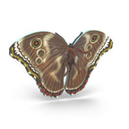 Insects discovery set