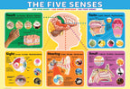 Eurographics The Five Senses 200-Piece Puzzle - Ages 6+